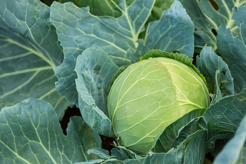 Alles, was Sie brauchen, ist eine kleine Seife und Knoblauch. Die Schädlinge nähern sich nicht einmal Ihrem Garten.