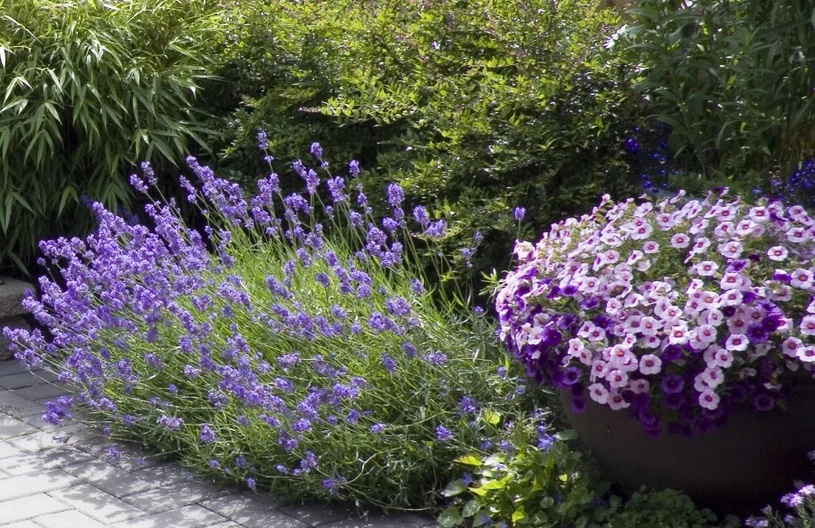 Lavendel blüht schlecht? Nur ein Produkt aus der Küche, um es zu ändern. 