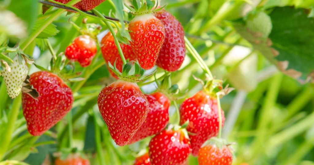 Angriffe Erdbeeren mit häufigen Niederschlägen. Wenn Sie sehen, handeln Sie schnell