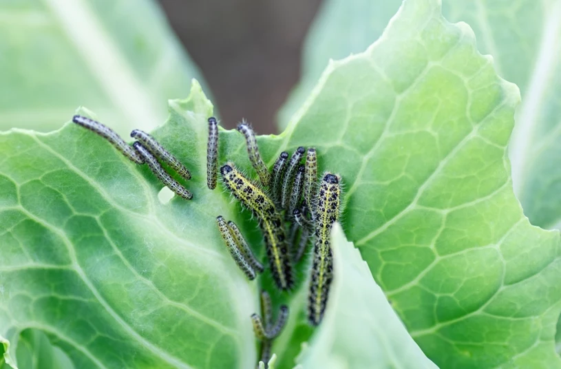 Alles, was Sie brauchen, ist eine kleine Seife und Knoblauch. Die Schädlinge nähern sich nicht einmal Ihrem Garten. 