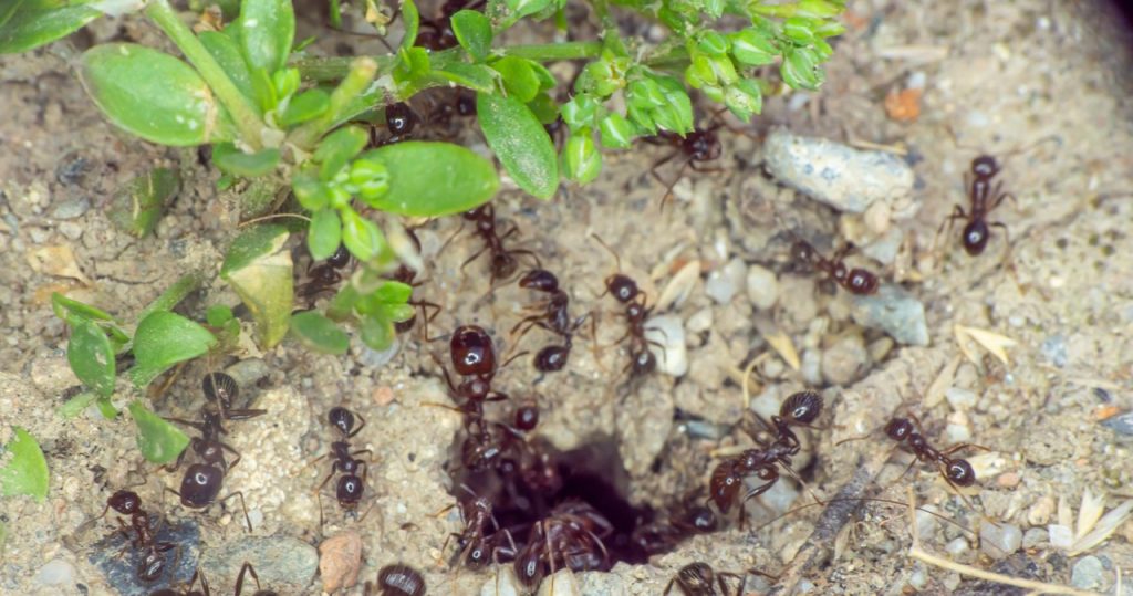 Bahçeden karıncalardan nasıl kurtulur? Peeles öğle yemeğinden sonra kullanın
