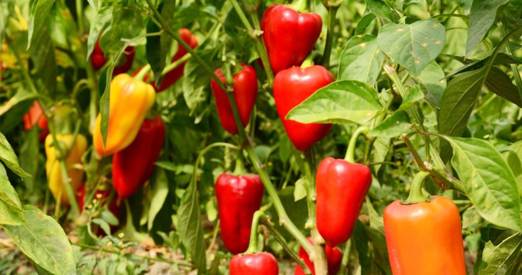 Paprika çok erken çiçek açtı mı? Yapın ve 2 kez daha fazla ürün toplayacaksınız
