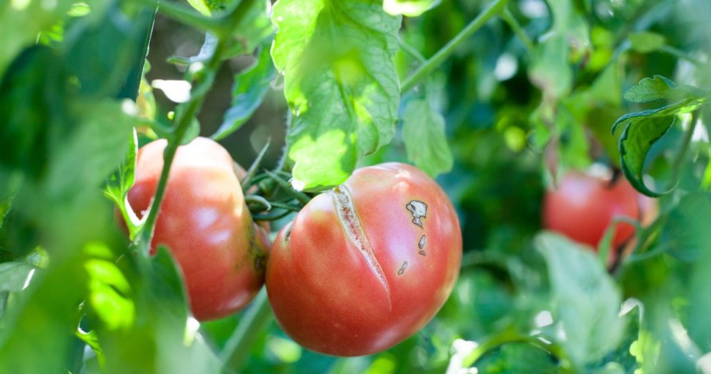Domatalar dallarda çatlıyor mu? Bahçıvan sorunun nasıl çözüleceğini açıklıyor