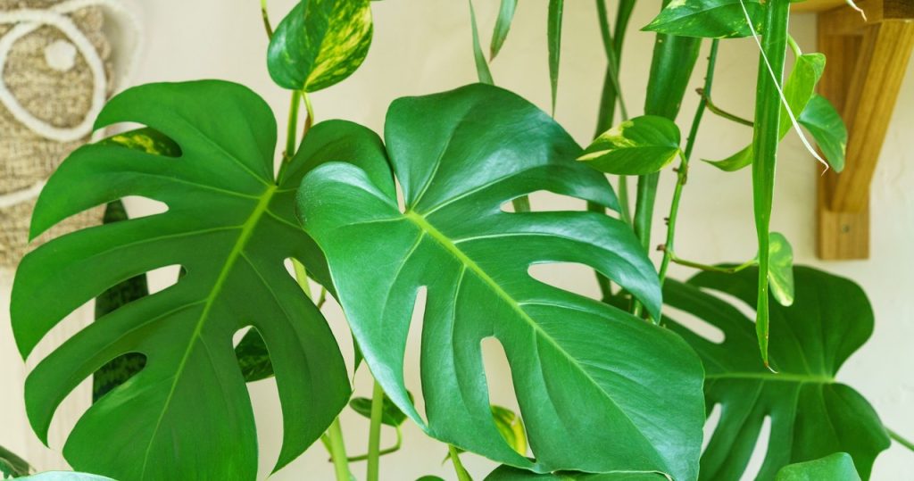 Bu gübreyi Monstera için hazırlayın. 2 malzeme yeterli ve yapraklar daha da büyük olacak