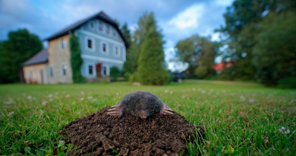 Bir bitki mol ve keneler başlatmak için yeterlidir. Ondan ateş gibi korkuyorlar