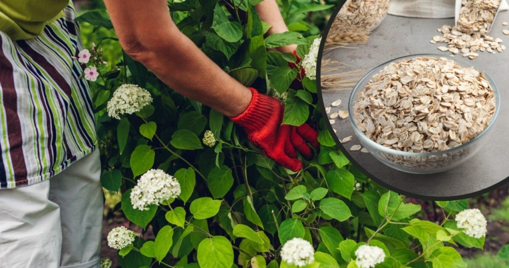Yulaf ezmesi ile karıştırın ve ortanca sulayın. Garantili bir çiçek denizi