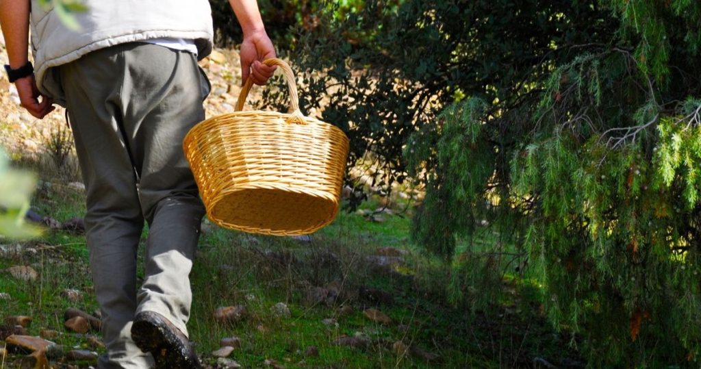 Pikniğe bir sepet alın ve ormana gidin. Bu mantarlar artık bulunabilir