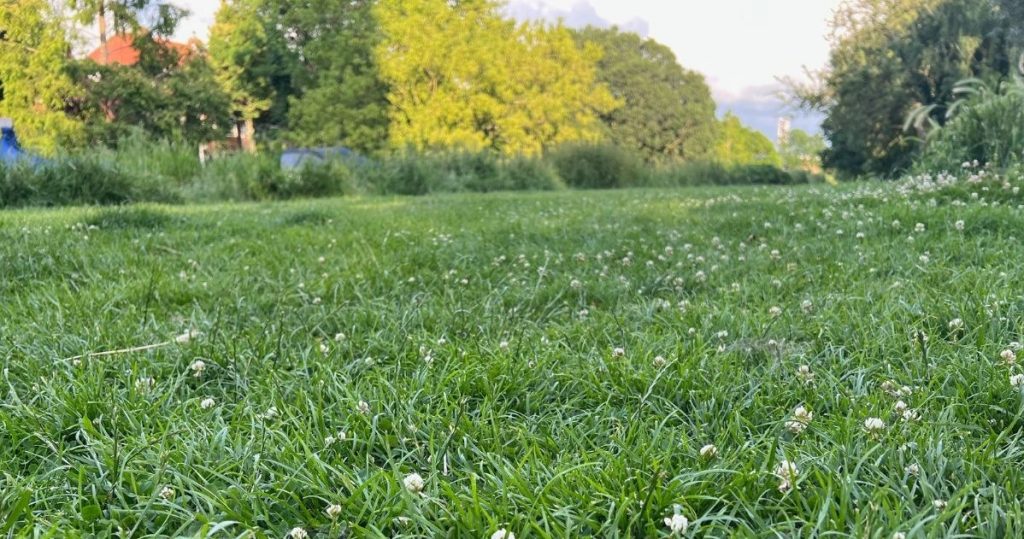 Çimlere zarar vermeden yabani otlardan kurtulacaksınız. Bahçe mükemmel görünecek
