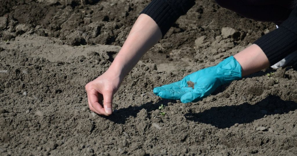 Bu bitkileri soğuk zośka’dan önce yere ekebilirsiniz. Frost’tan korkmuyorlar
