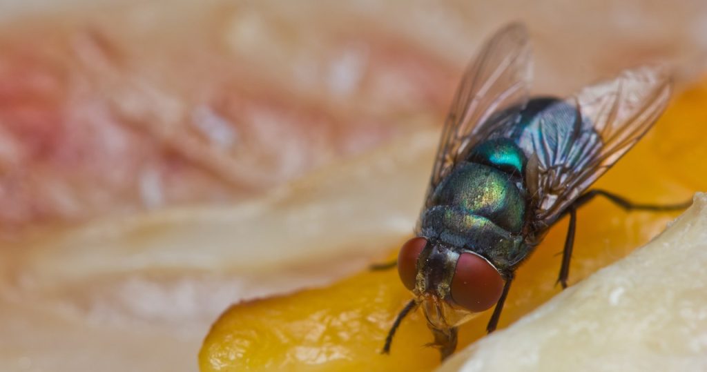 Mucha bu kokudan nefret ediyor. 2 malzemeler eve uçmamaları için yeterlidir