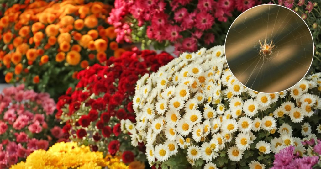 Bu popüler bitki örümcekleri korkutuyor. Pencereye yerleştirin ve eve gitmezler