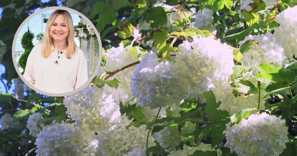 Bu Popielarska’nın favori çalı. Görünüşü çekiyor ve güzel kokuyor