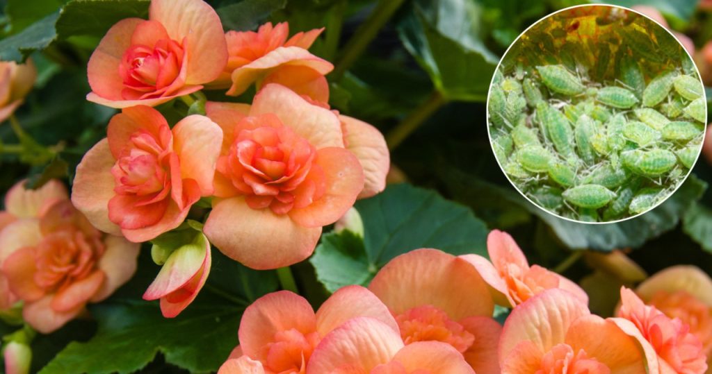 Düzenli olarak güller ve begonias püskürtün. Yaprak bitleri onlardan yağmur damlalarından daha hızlı düşecek