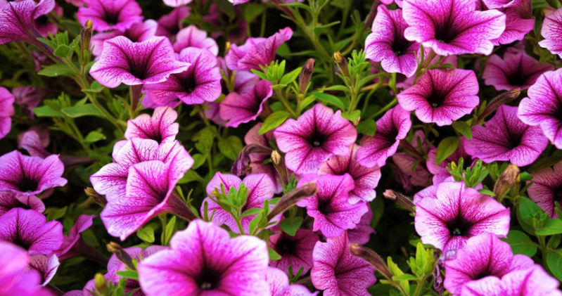 2 haftada bir saksılara dökün. Petunia çiçeklerde boğulur