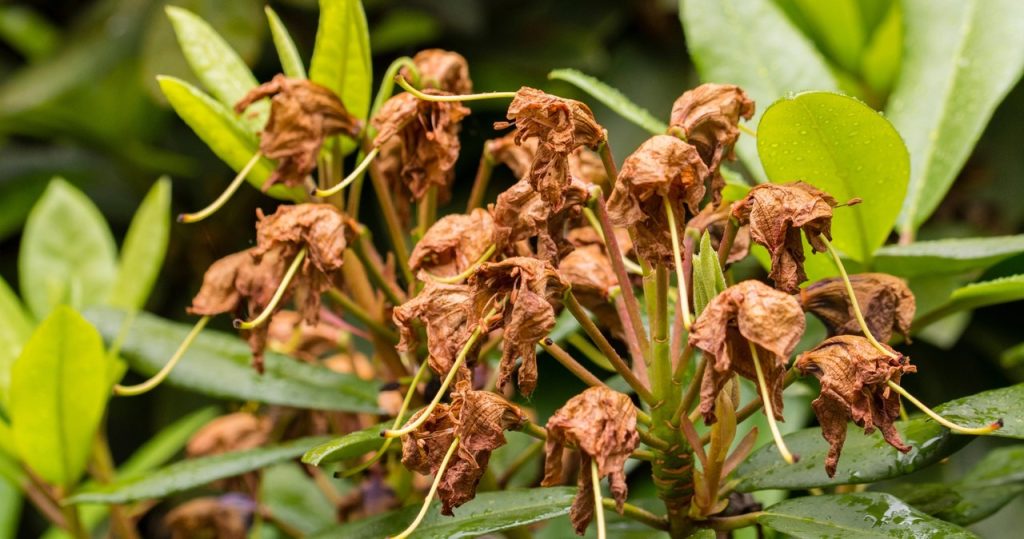 Rhododendry ist verblasst? Jetzt können Sie dieses Verfahren nicht vergessen