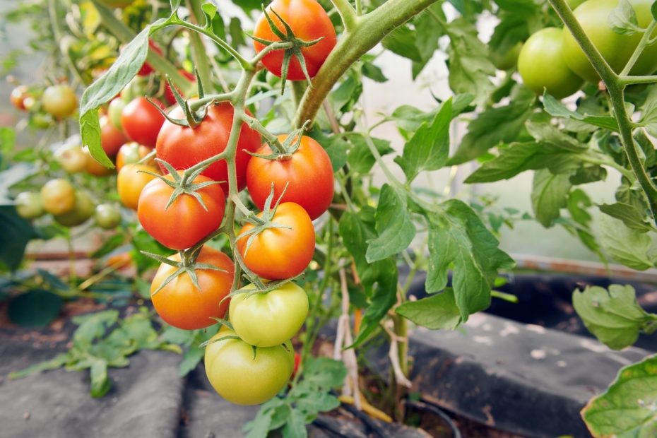 Einfacher Dünger, der die Tomaten erhöht, rechnen bis zu 10 Mal. Einfach und effektiv! 