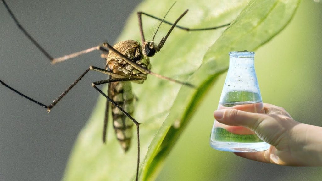 Weder Lemonella noch Lavendel: Die Pflanze, die Sie brauchen, um Mücken aus Ihrer Terrasse zu fahren. 