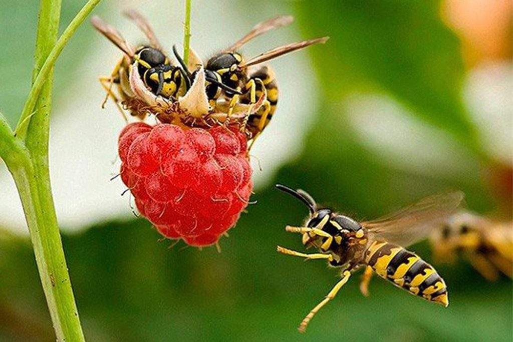 Wirf diese Frucht in den Garten - die Wespen fliegen vor ihrem Geruch.