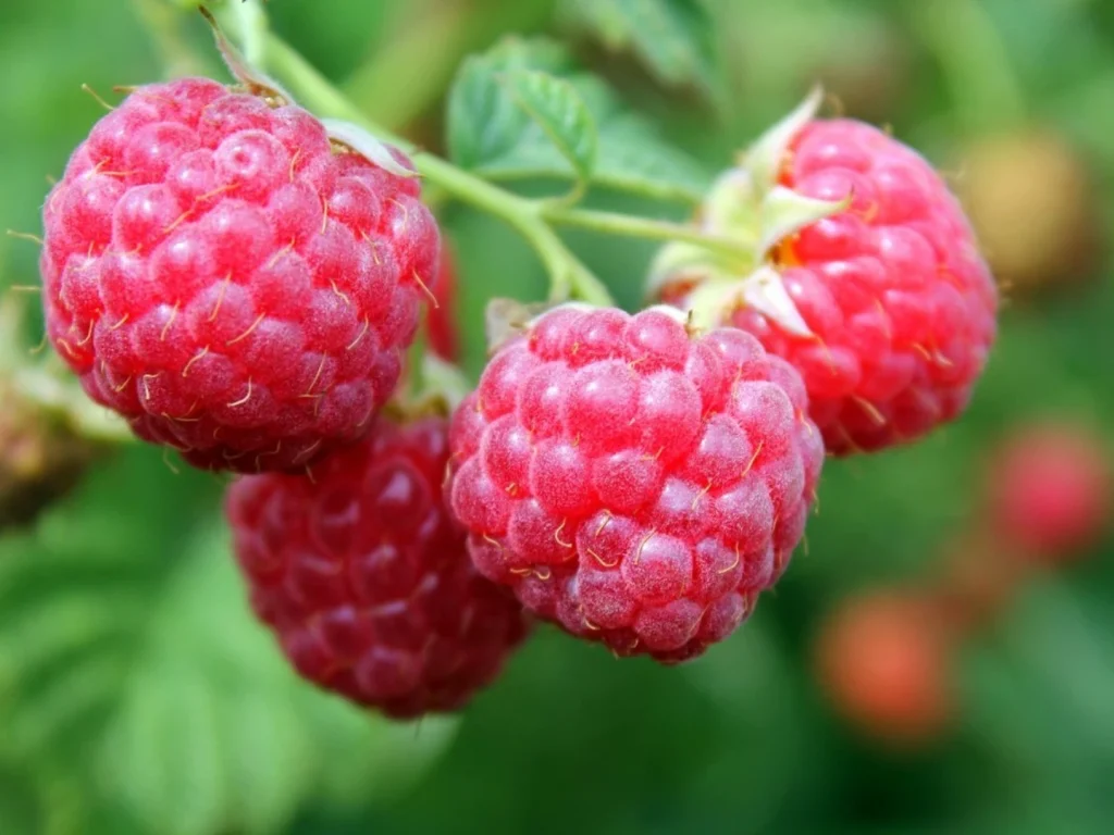 Himbeeren genießen die Ernte den ganzen Sommer über, wenn Sie sie im Mai richtig düngen.