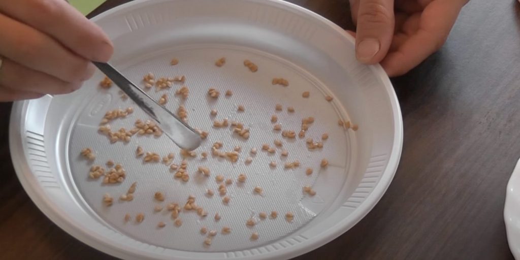 Biber tohumları bir anda çimlenir: tabakalaşma için sihirli iksir - yine de zamanında ekebilirsiniz 