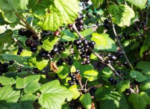 Wie kann man sicherstellen, dass Johannisbeere mehr Obst haben? Verwenden Sie diesen natürlichen Dünger seit Beginn der Saison.
