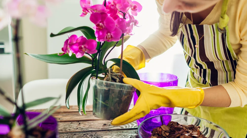 Wasser hinzufügen und in einen Topf gießen. Die Orchideenblüte 