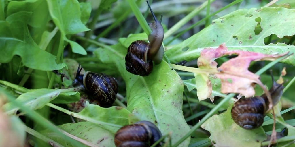 Ein effektiver Weg, um Schnecken im Garten loszuwerden. Besser als Salz oder Asche