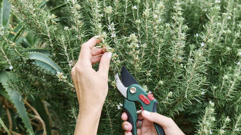 Zeit für Gartenarbeit: Im Mai schneiden wir diese Pflanzen, um üppig zu werden!