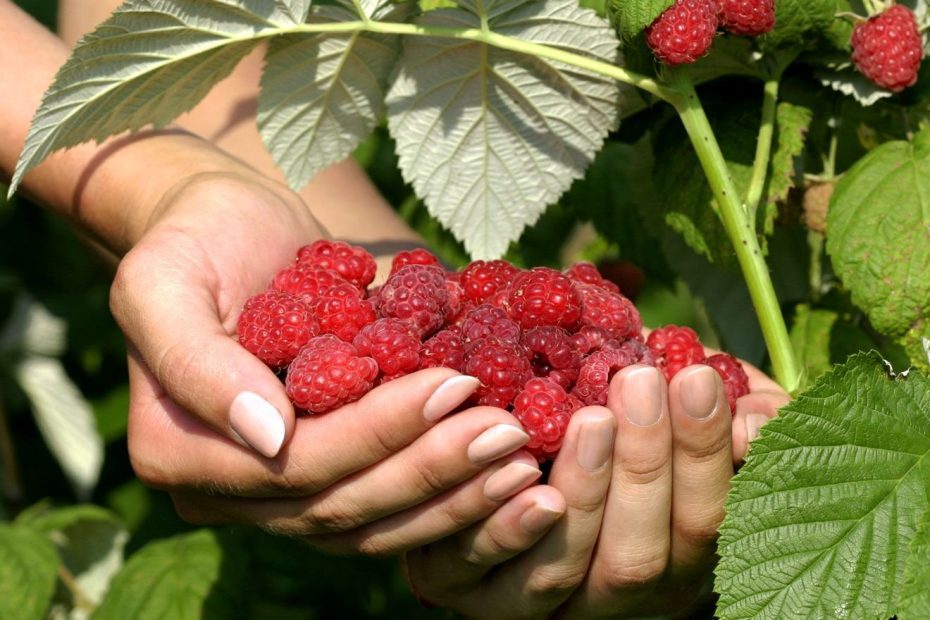 Himbeeren genießen die Ernte den ganzen Sommer über, wenn Sie sie im Mai richtig düngen. 
