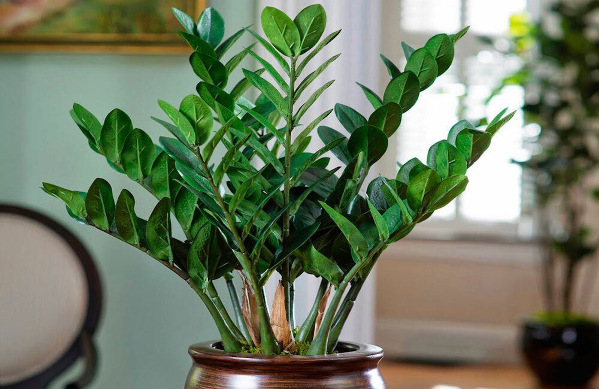 2 tableti suda ezip karıştırdım – zamioculcas sanki yeniden canlandı: her yumrudan 10 dal çıktı.