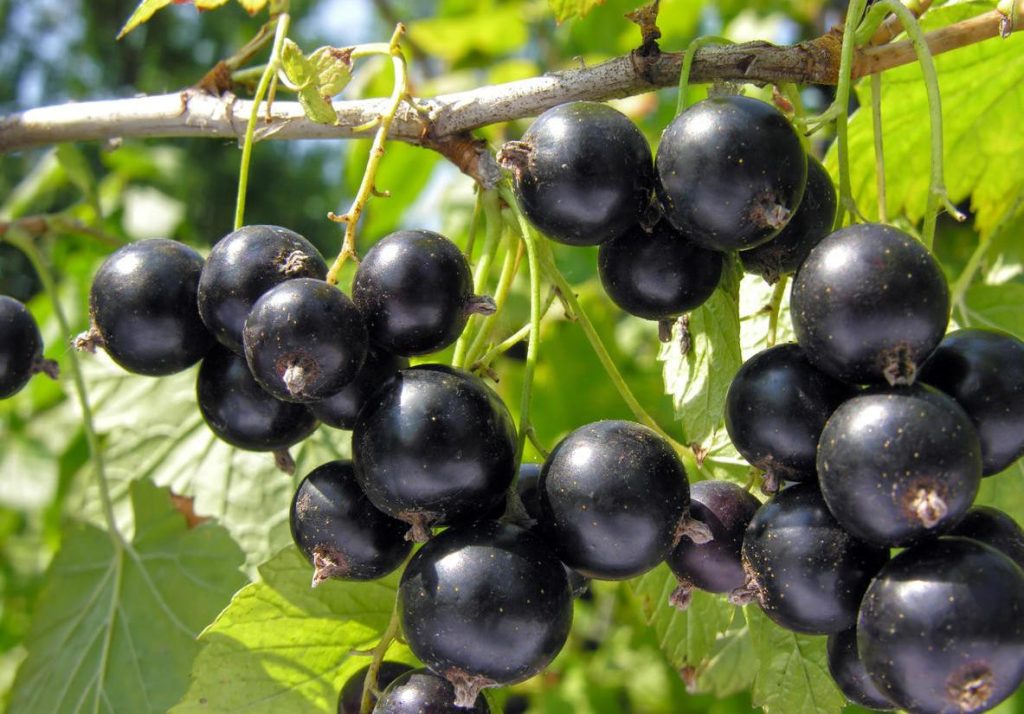 Devasa ve tatlı kuş üzümünün sırrı nedir? Her çalı için 8 yemek kaşığı yeterlidir.