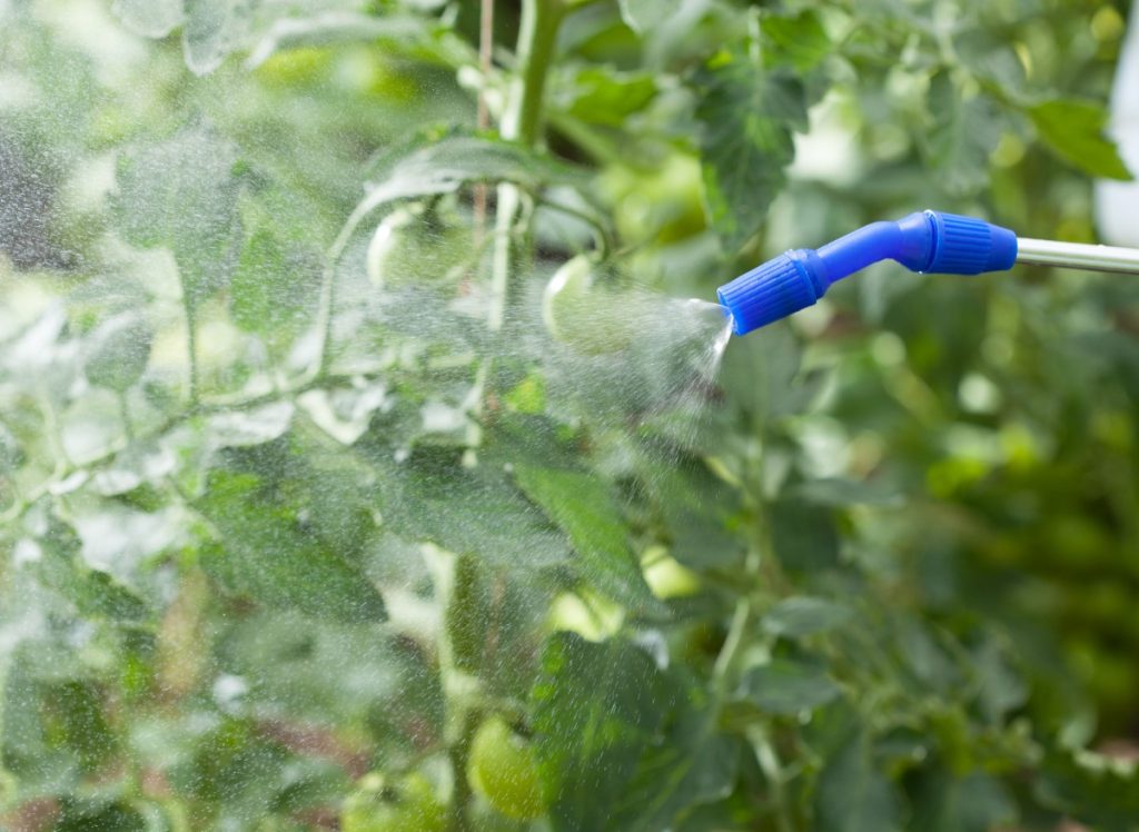 Das erste wichtige Sprühen von Tomaten. Schutz vor Pilzkrankheiten 