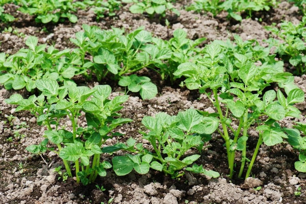 Gießen Sie Kartoffeln zu oft? Warum das Sie die gesamte Ernte kosten kann