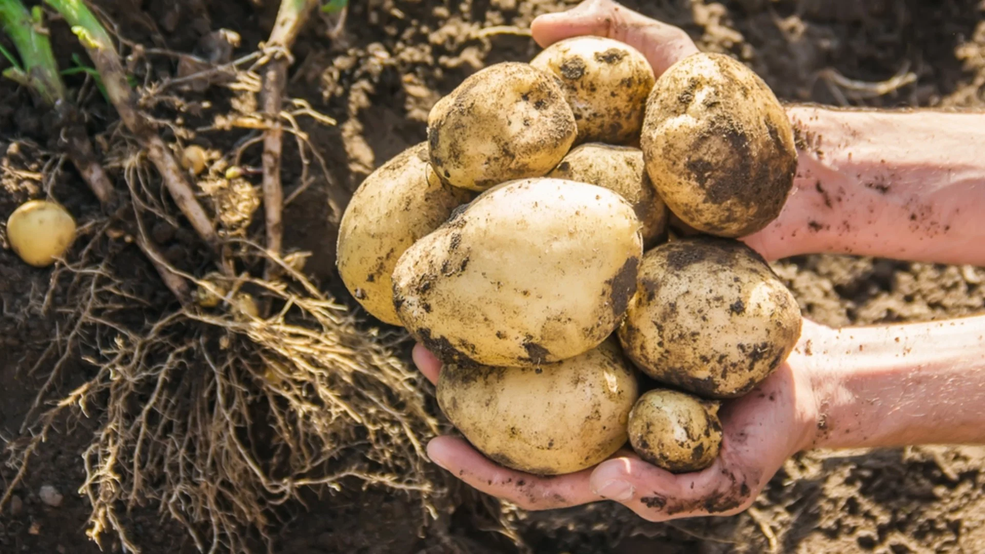 Hollanda Yöntemi ile Patates Dikim - 700 kg/ha verim: çalı üzerinde 2 kova