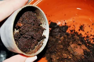Zengin bir hasat için ahududu besleyin: Bu yararlı maddeyi çalıların altına dökün ve sezonda meyvelerle dolu olacaklar!