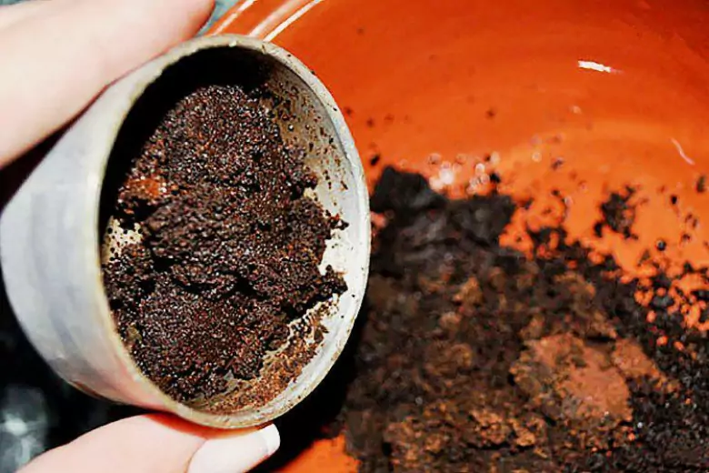 Zengin bir hasat için ahududu besleyin: Bu yararlı maddeyi çalıların altına dökün ve sezonda meyvelerle dolu olacaklar! 