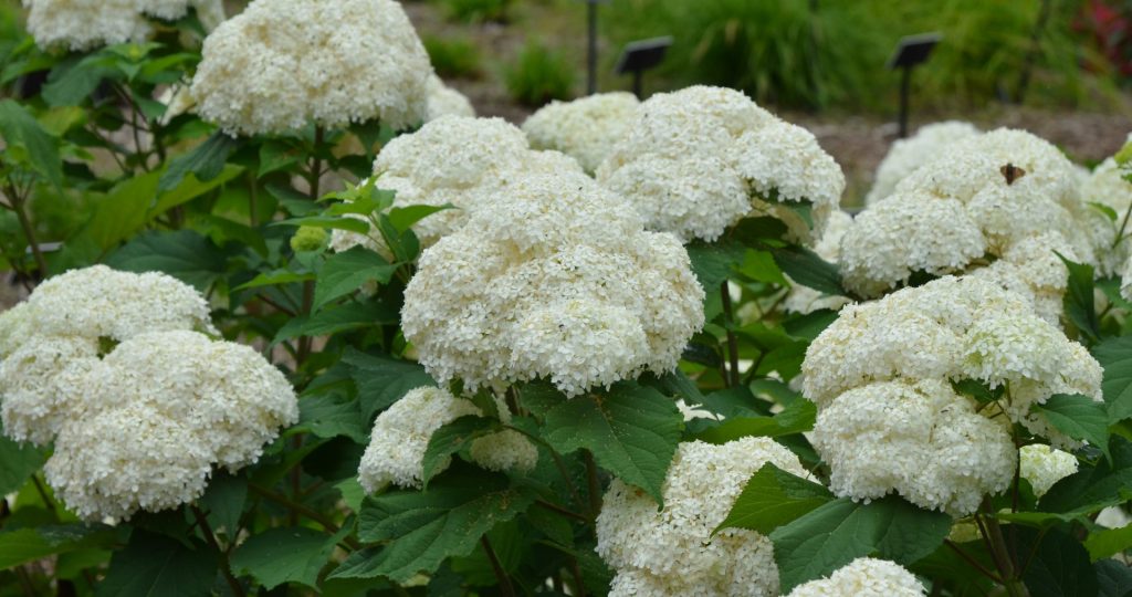 Hortensia – uzun yıllar boyunca çiçek açan çiçekler