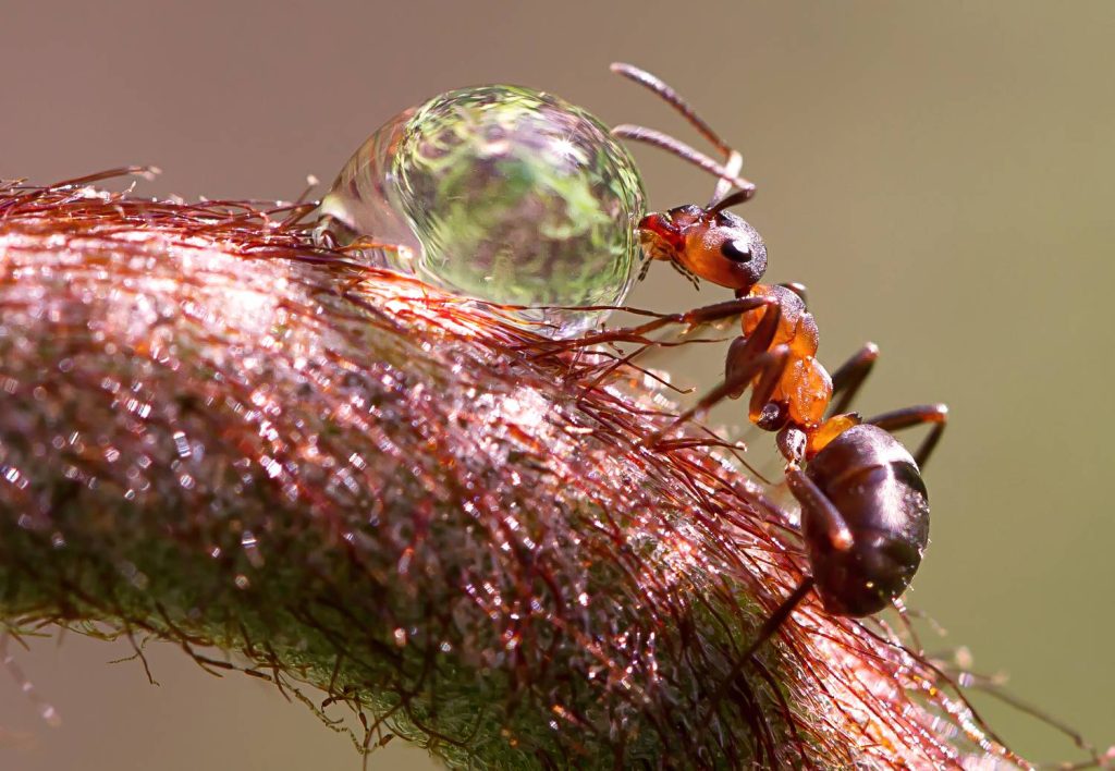 Eine einfache Möglichkeit, Ameisen im Garten und im Hof ​​loszuwerden: Sie werden sie lange nicht sehen 