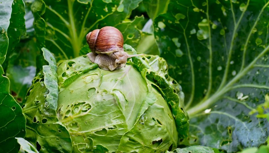 Eine gute Idee - Eierschalen im Garten streuen - löst ein unangenehmes Problem. 
