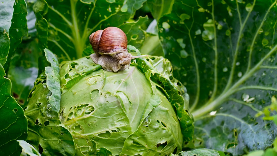 Ein effektiver Weg, um Schnecken im Garten loszuwerden. Besser als Salz oder Asche 