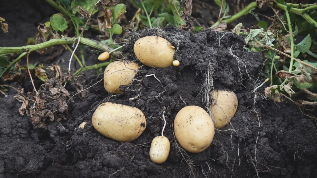 Gießen Sie Kartoffeln zu oft? Warum das Sie die gesamte Ernte kosten kann