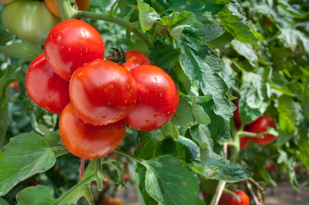 Der Gemüsegarten wird rot leuchten: Wie Sie die Fruchtbildung verdoppeln und ohne Chemie und zusätzliche Kosten mehr Tomaten erhalten