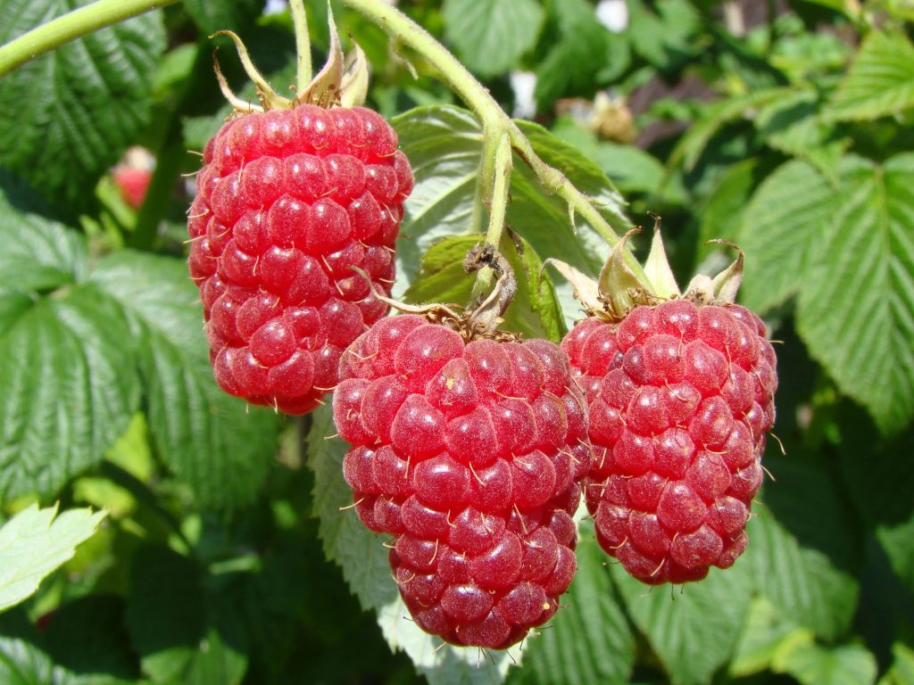 Himbeeren genießen die Ernte den ganzen Sommer über, wenn Sie sie im Mai richtig düngen.