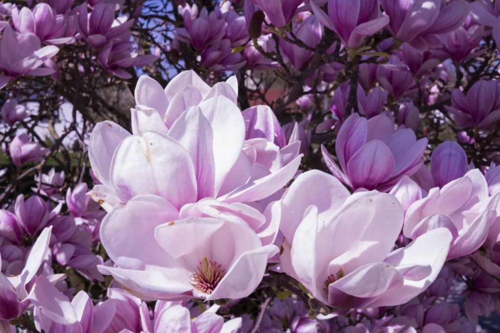 Ich schneide Magnolien immer so zurück. Dadurch erfreuen sie uns jedes Jahr während der gesamten Saison mit ihrer Blüte.