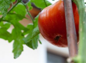 Tomaten ohne Chemikalien - gesunde und reichhaltige Ernte. Ökologische Düngemittel und Sprays
