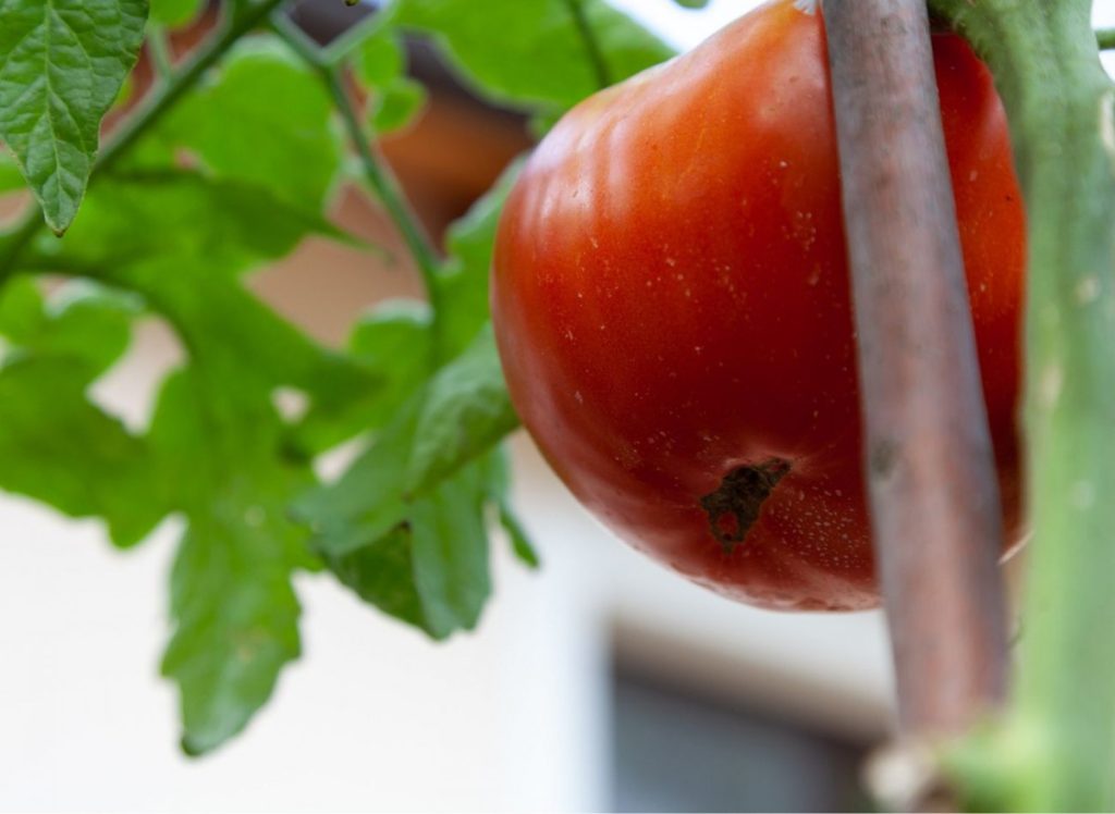 Tomaten ohne Chemikalien - gesunde und reichhaltige Ernte. Ökologische Düngemittel und Sprays 