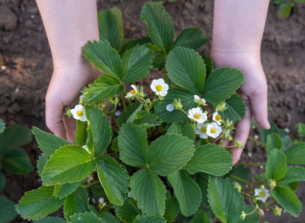 Wie stimuliert man Erdbeerblüte? Ein Weg ist die natürliche Bestäubung