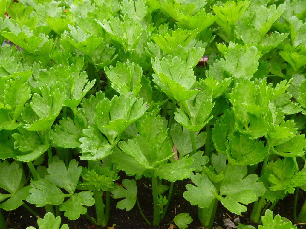 Petersiliğin sadece yaprakları değil, kökleri de büyür. Bu, en iyi bahçıvanların sırrıdır.