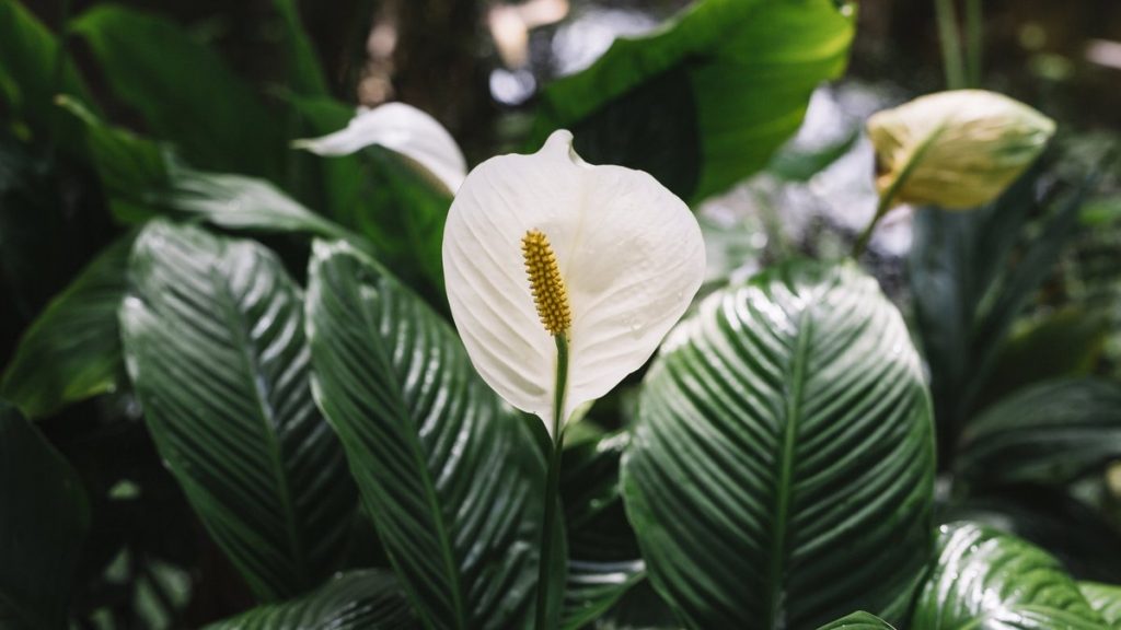 1 gram suya 1 gram ekleyin ve spathiphyllum bir çiçek bulutunun içinde boğulacak: bitki sürekli çiçek açacaktır.
