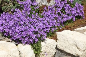 Ihr Garten füllt das Meer von lila Punkten. Diese mehrjährige Pflanze ist ein echtes "Juwel" für vergessliche Menschen.